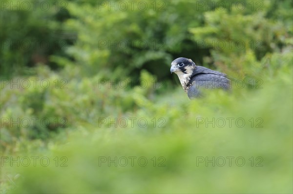 Peregrine falcon