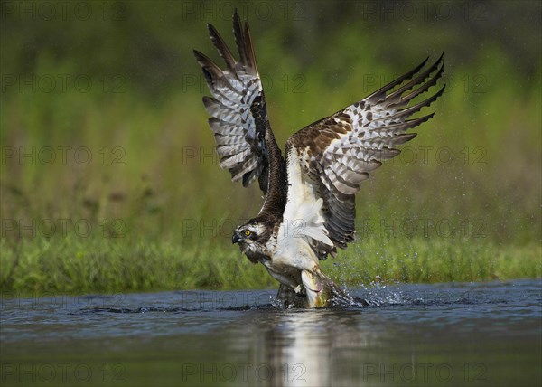 Osprey