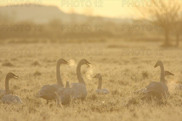 Trumpeter Swan