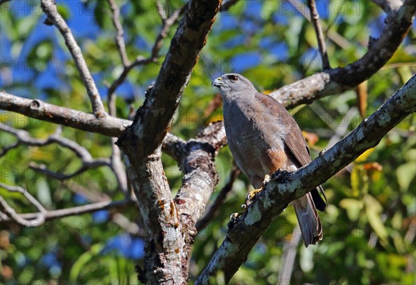 Ridgway's ridgway's hawk