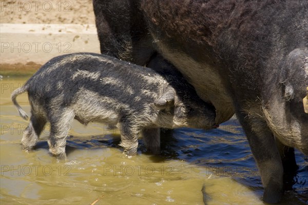 Piglet with mother swallow Woolly Pig