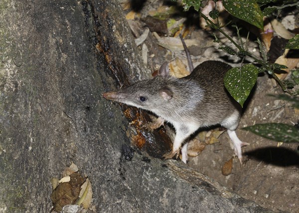 Long-nosed bandicoot