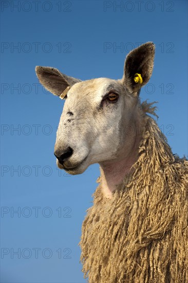 Domestic Sheep