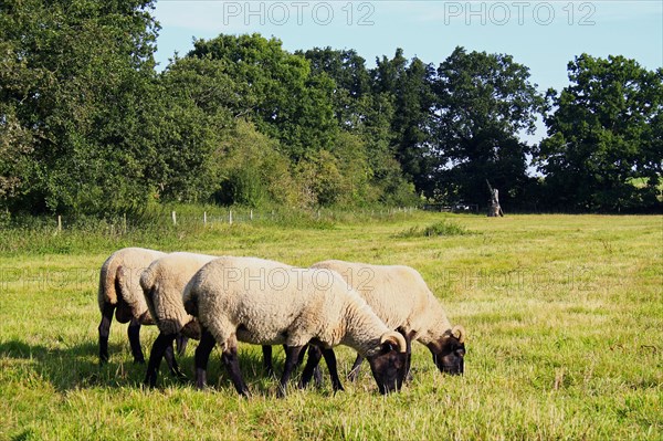 Domestic Sheep