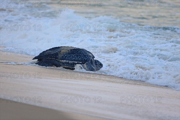 Leatherback sea turtle