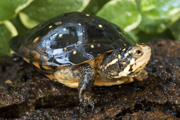 Spotted Turtle