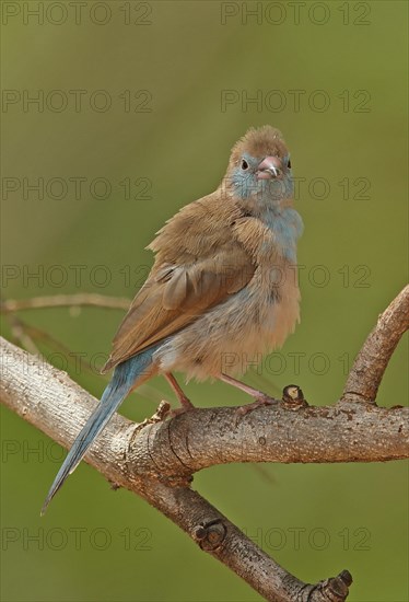 Red-cheeked Cordon-bleu