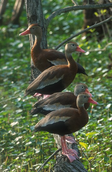 Autumn whistling duck