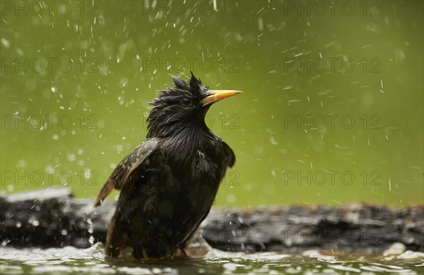 Common Starling