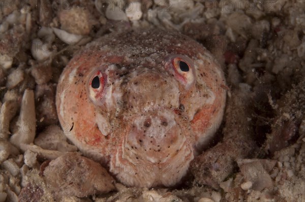 Snake Eel