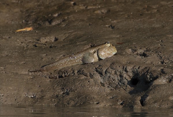 Giant Mudskipper