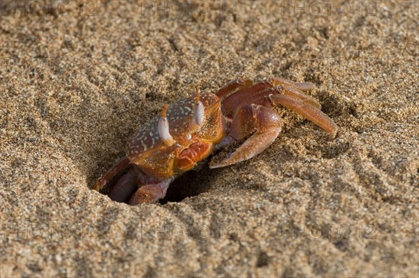 Ghost crab