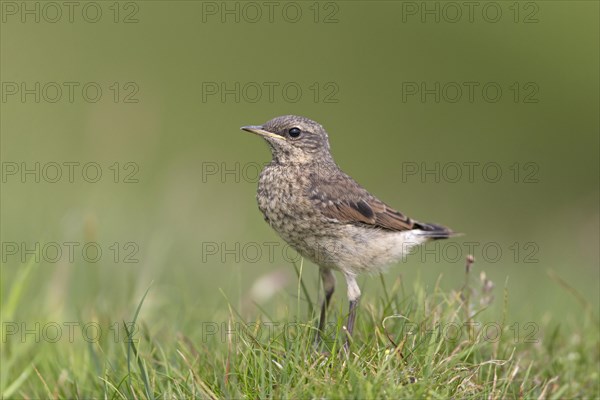 Northern northern wheatear