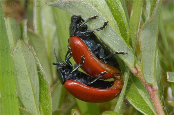 Red Poplar Leaf Beetle