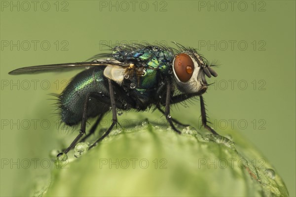 Greenbottle