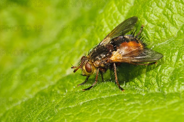 Tachinid fly