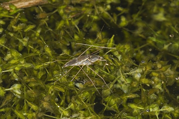 Common Pond Skater