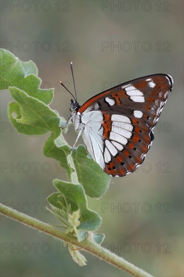 Southern White southern white admiral