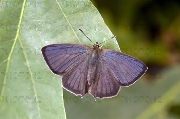 Purple hairstreak