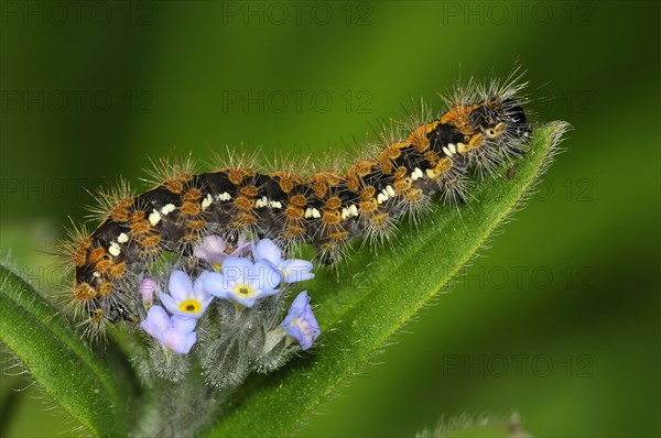 Jersey tiger