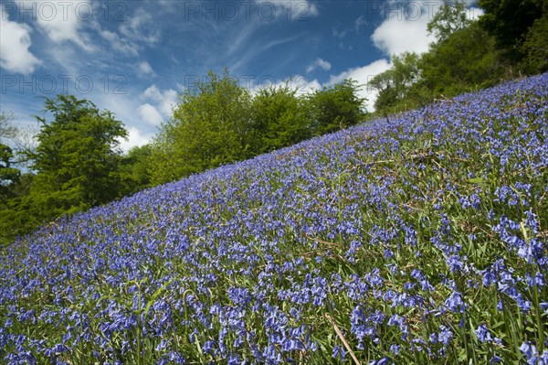 Endymion hyacinth