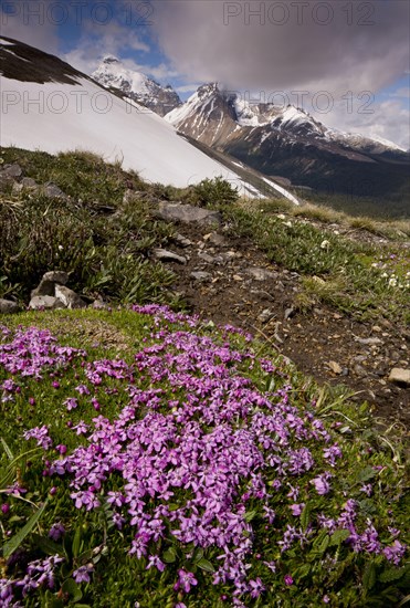 Moss Campion