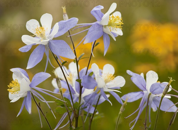 Colorado Blue Columbine