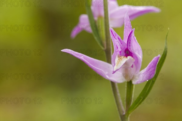 Red red helleborine