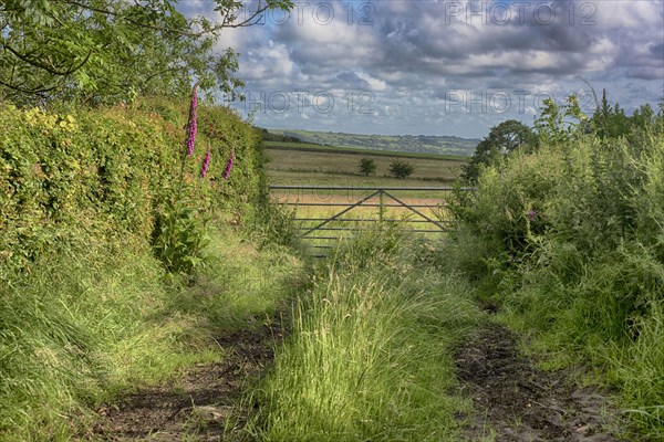 Track and metal gate at field entrance