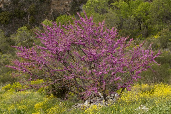 Judas Tree