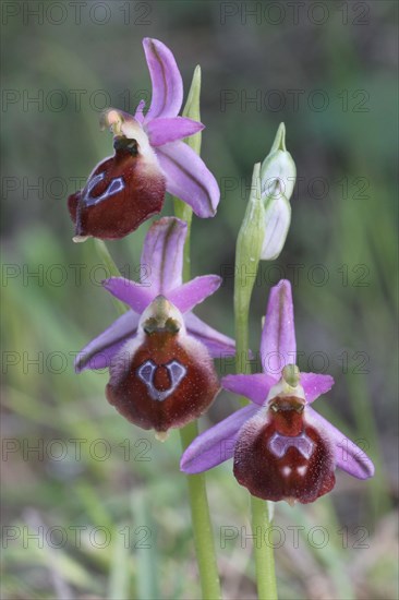 Argolian bee-orchid