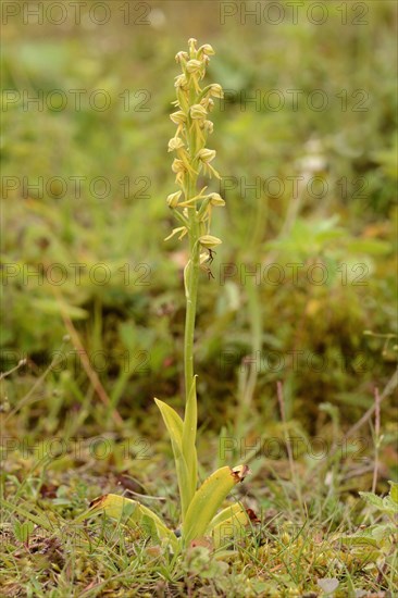 Man Orchid