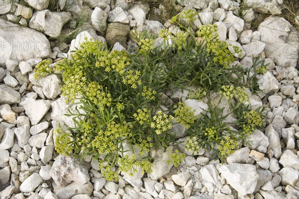 Rock samphire