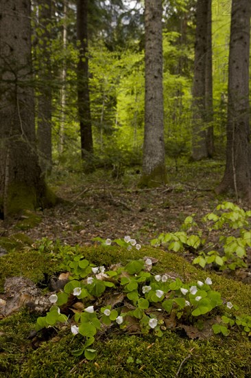 Flowering common wood sorrel