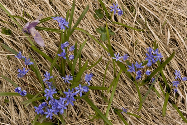 Alpine Squill