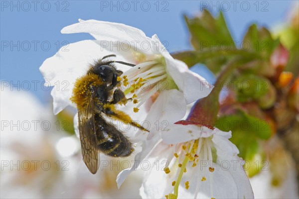 Gwynne's Mining gwynne's mining bee