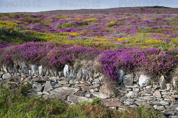 Common heather