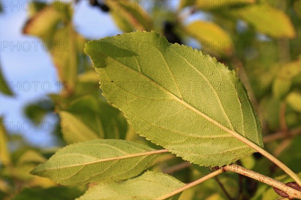 Common Buckthorn