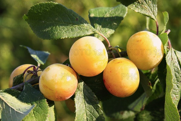 Greengage