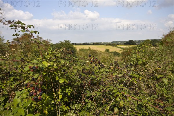 Blackberries the fruit of the blackberry Essex landscape