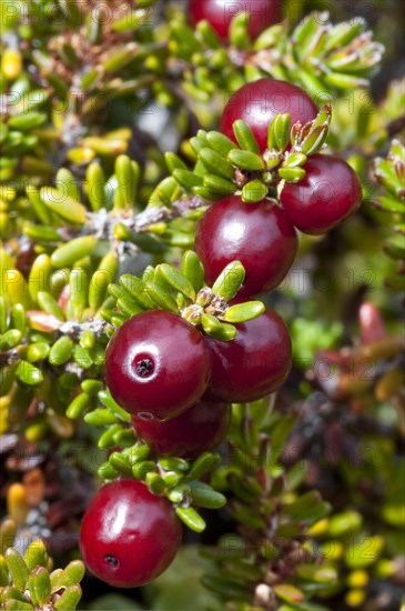 Red crowberry