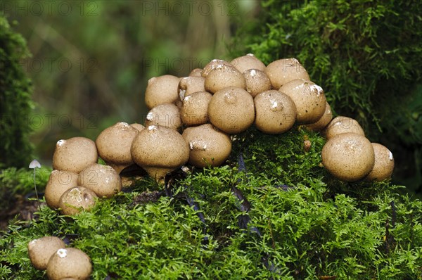 Stump Puffball