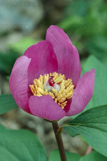 Paeonia corralina