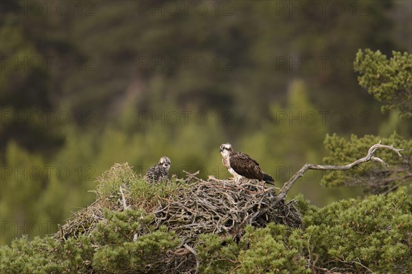 Osprey