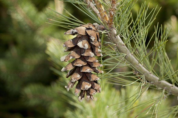 Balkan pine