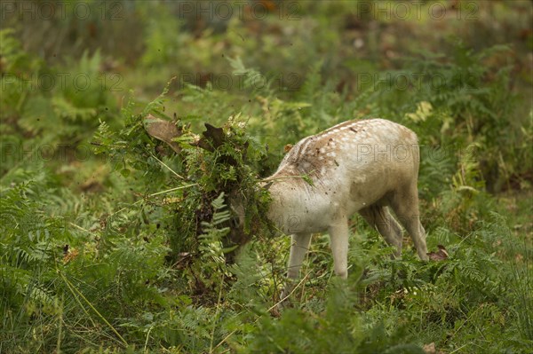 Fallow Deer