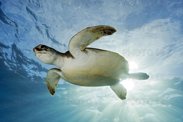 Hawksbill sea turtle