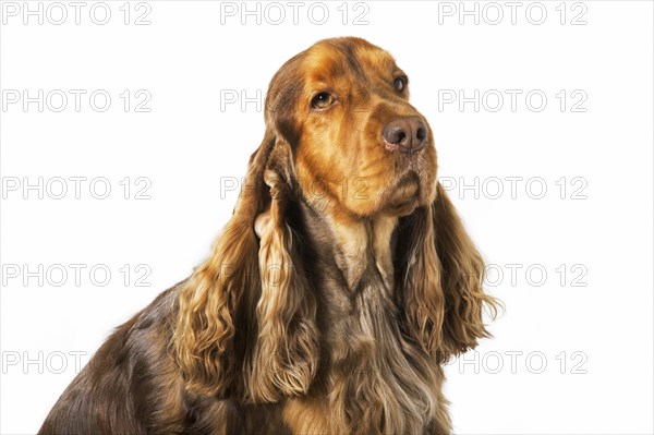 English Cocker Spaniel