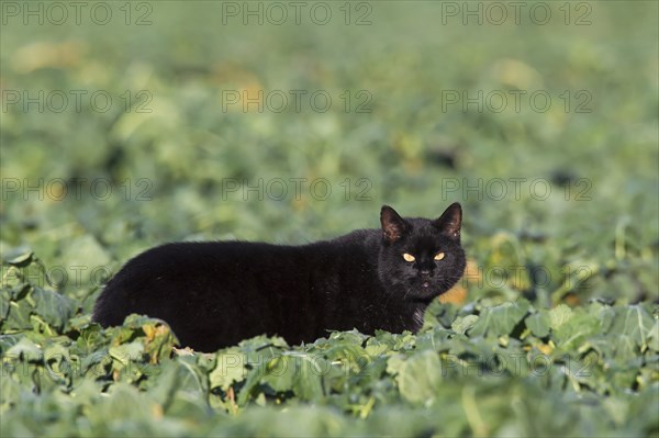 Black domestic cat hunting in the field among the plants on the farmland