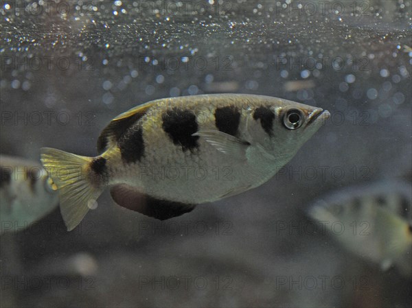 Archerfish